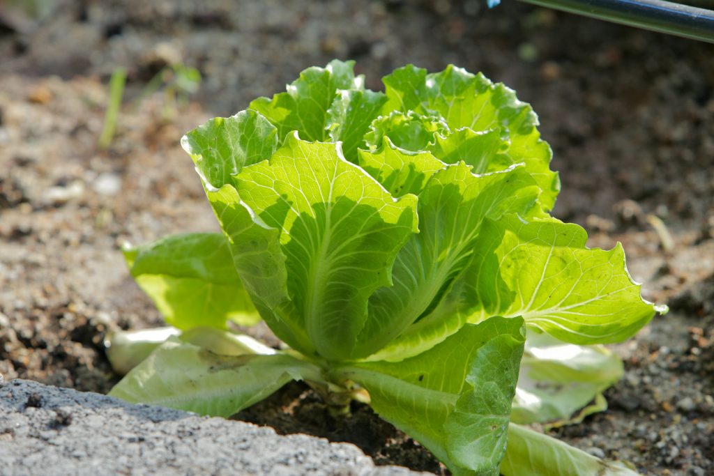 From Farm to Table