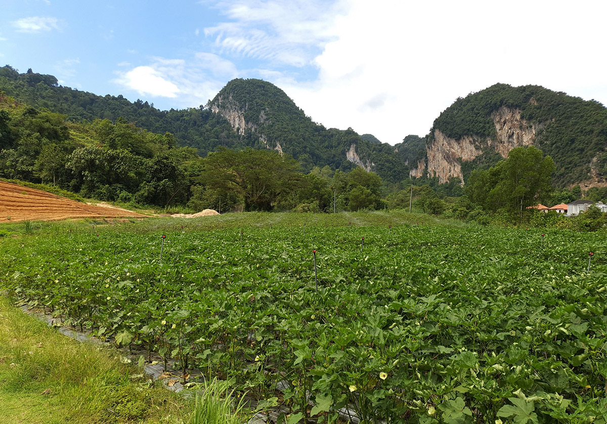 Sunway City Ipoh’s 20 acre organic farm