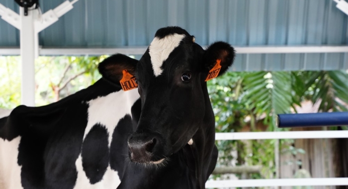 A closeup of Sunway Lagoon’s newest mammal friend at the Farm Fresh barn within it’s Night Park.