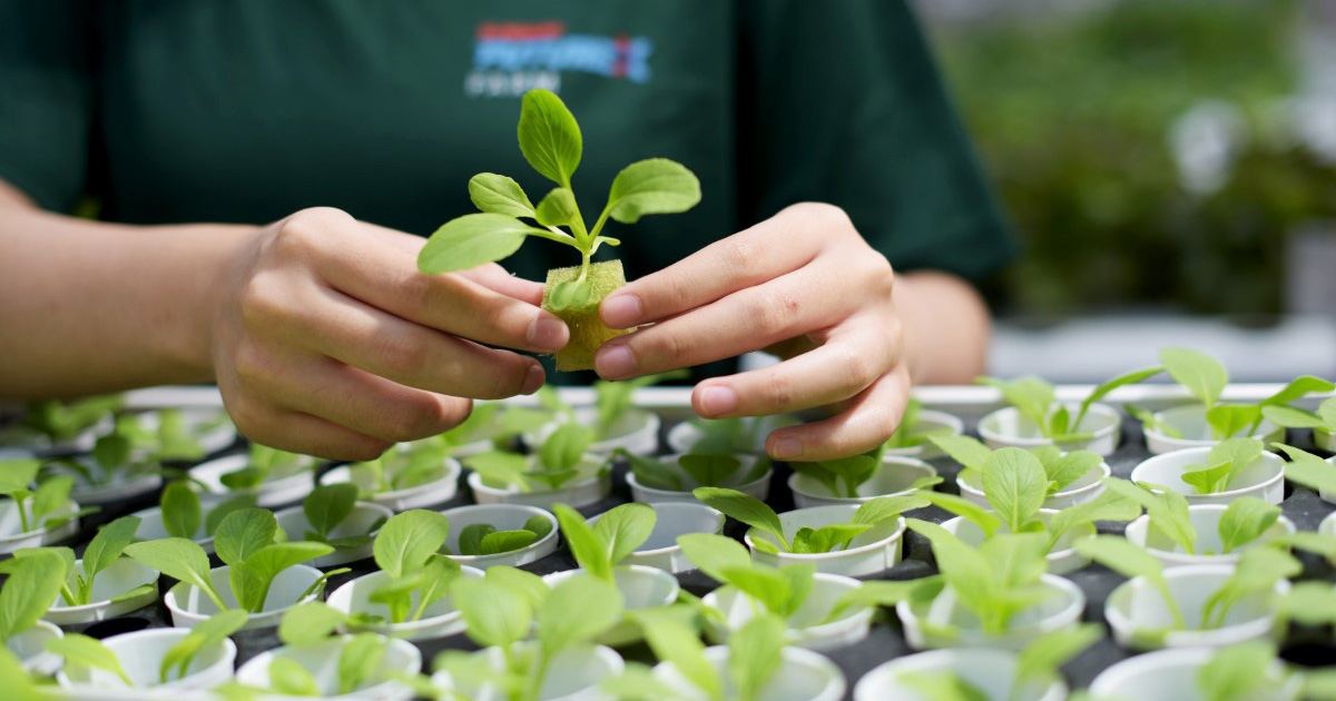 Close-up shot of harvest at Sunway XFarms