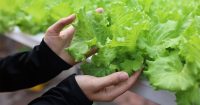 A lady holding vegetables at Sunway XFarms in Sunway City Kuala Lumpur