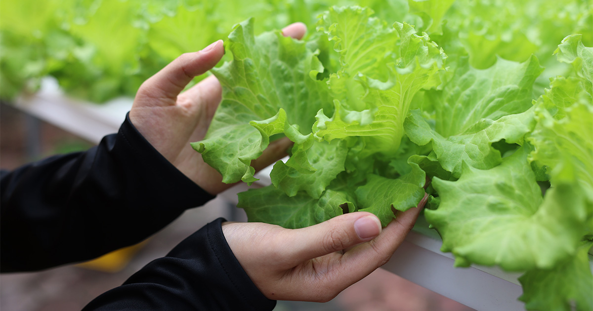 A lady holding vegetables at Sunway XFarms in Sunway City Kuala Lumpur