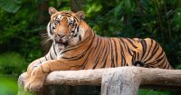 A Malayan tiger lying on a wooden ledge