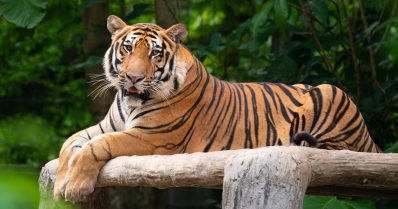 A Malayan tiger lying on a wooden ledge
