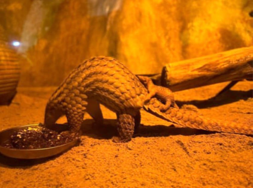 Mother and baby pangolins in their enclosure